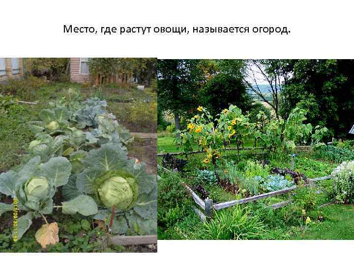 Место, где растут овощи, называется огород. 