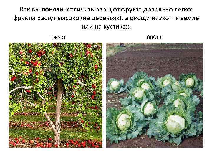 Как вы поняли, отличить овощ от фрукта довольно легко: фрукты растут высоко (на деревьях),