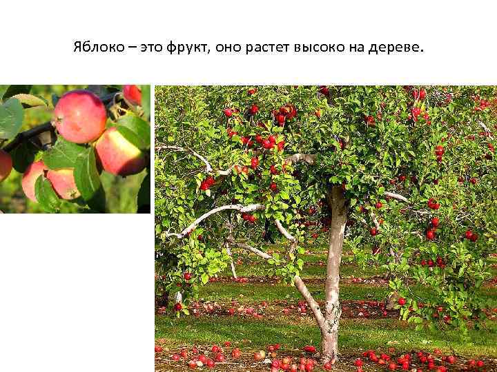 Яблоко – это фрукт, оно растет высоко на дереве. 
