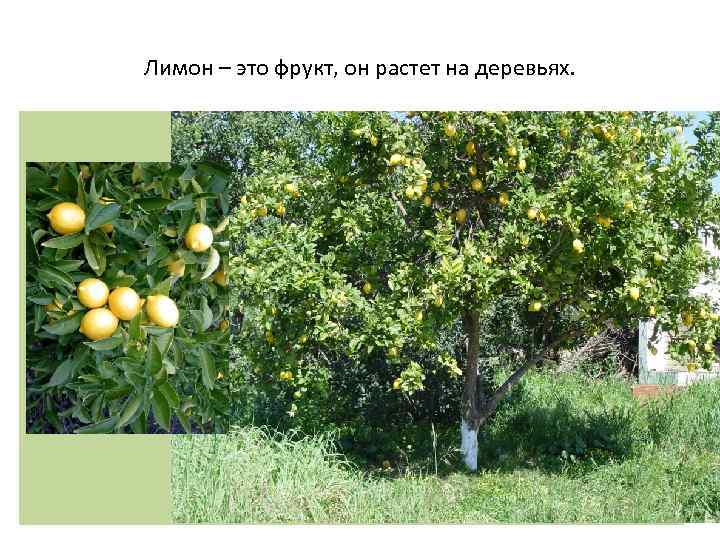 Лимон – это фрукт, он растет на деревьях. 