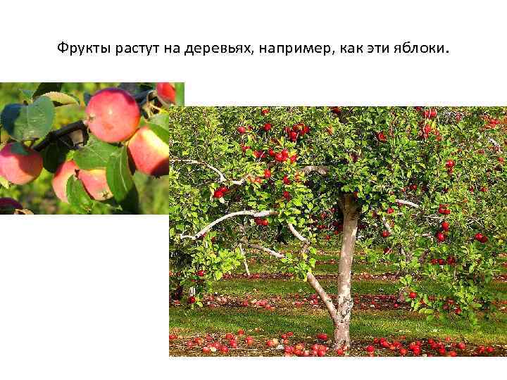 Фрукты растут на деревьях, например, как эти яблоки. 