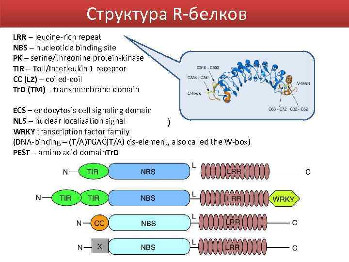 Структура R-белков LRR – leucine-rich repeat NBS – nucleotide binding site PK – serine/threonine