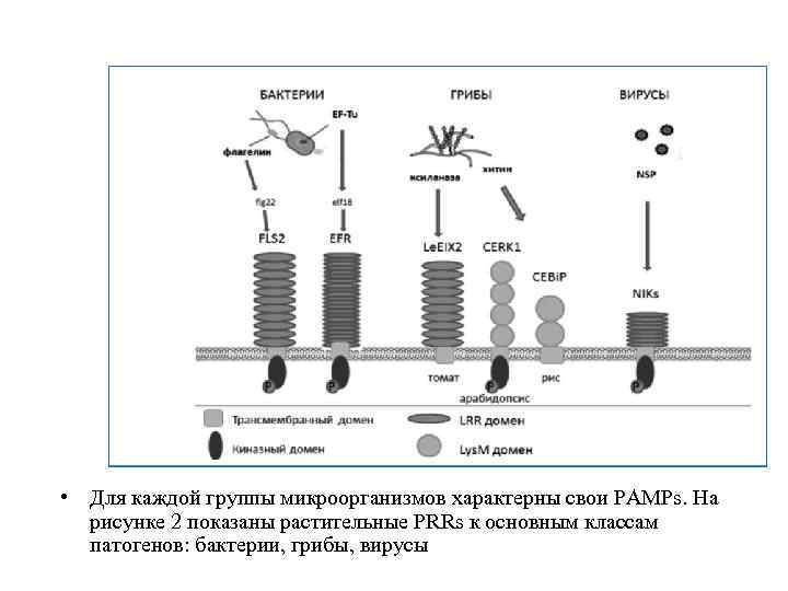  • Для каждой группы микроорганизмов характерны свои PAMPs. На рисунке 2 показаны растительные