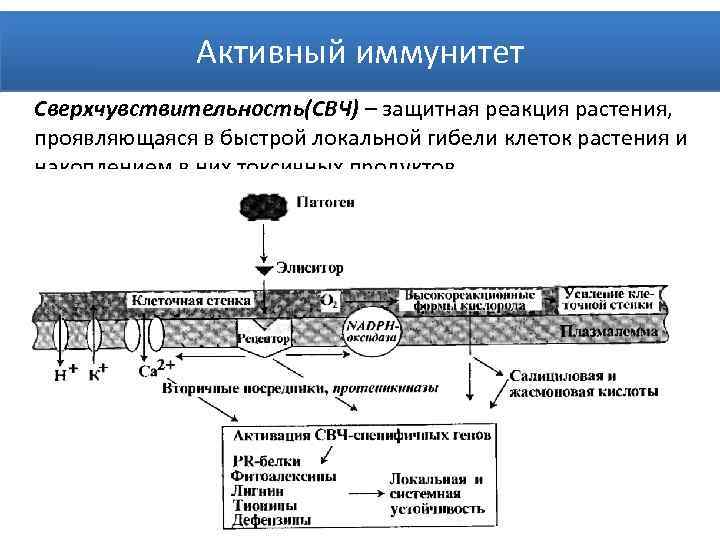 Активный иммунитет Сверхчувствительность(СВЧ) – защитная реакция растения, проявляющаяся в быстрой локальной гибели клеток растения