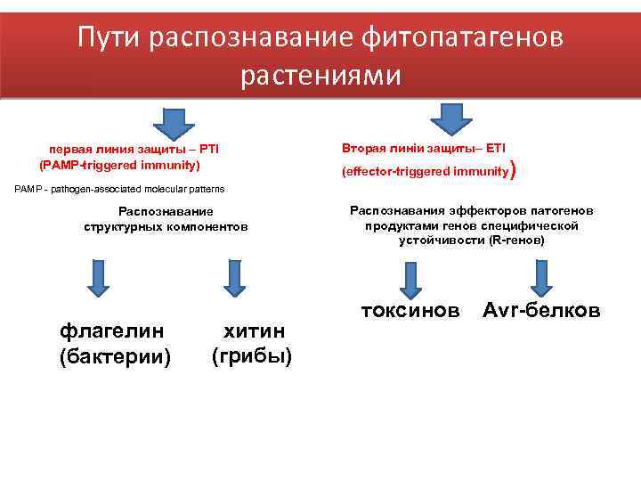 Пути распознавание фитопатагенов растениями первая линия защиты – PTI (PAMP-triggered immunity) Вторая линіи защиты–