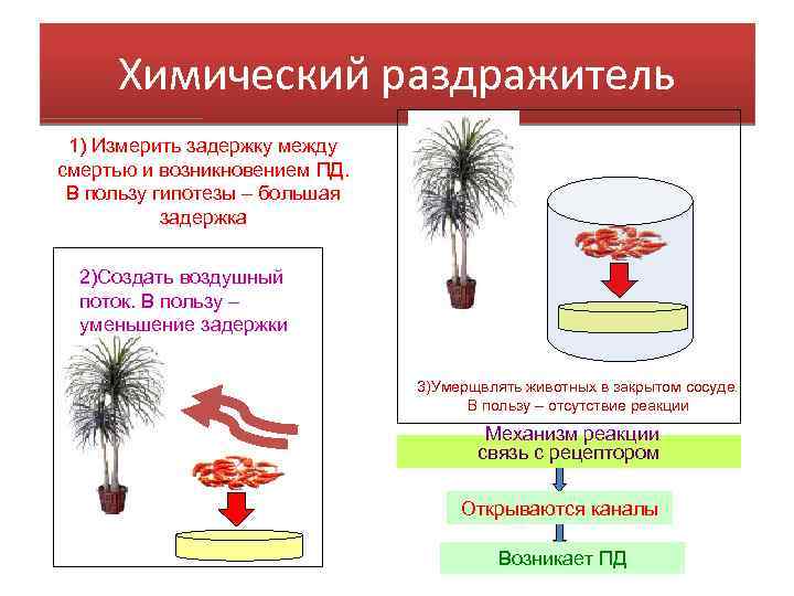 Химический раздражитель 1) Измерить задержку между смертью и возникновением ПД. В пользу гипотезы –