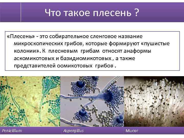 Что такое плесень ? «Плесень» - это собирательное сленговое название микроскопических грибов, которые формируют