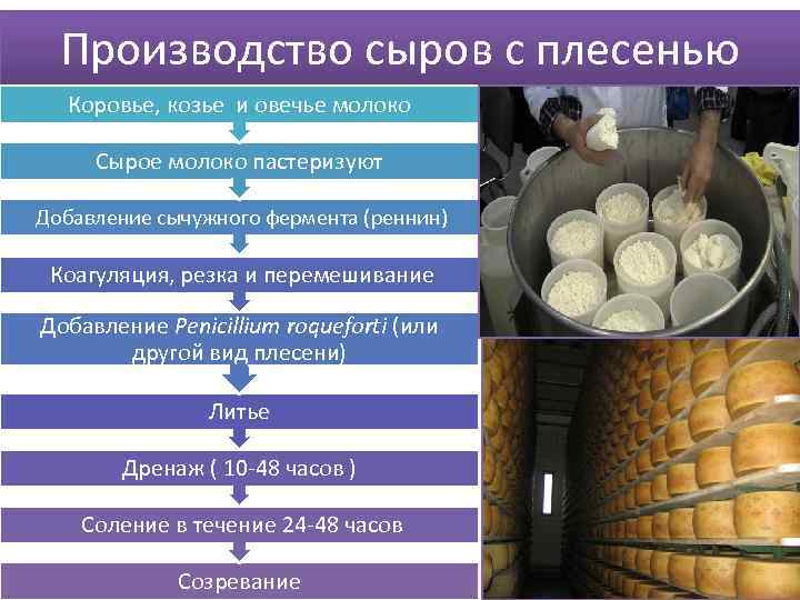 Производство сыров с плесенью Коровье, козье и овечье молоко Сырое молоко пастеризуют Добавление сычужного