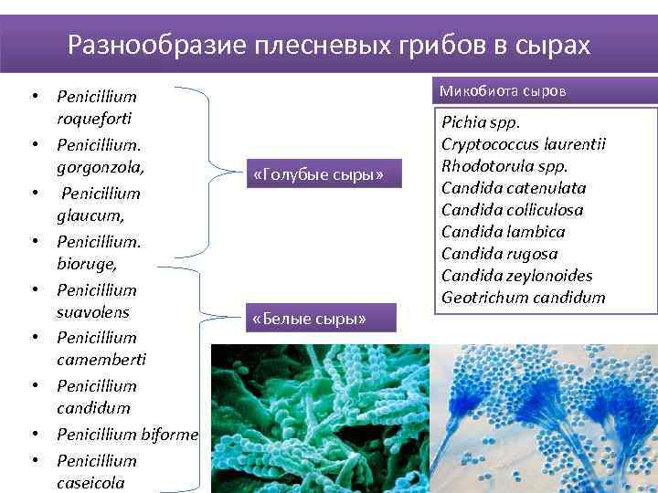 Разнообразие плесневых грибов в сырах • Penicillium roqueforti • Penicillium. gorgonzola, • Penicillium glaucum,