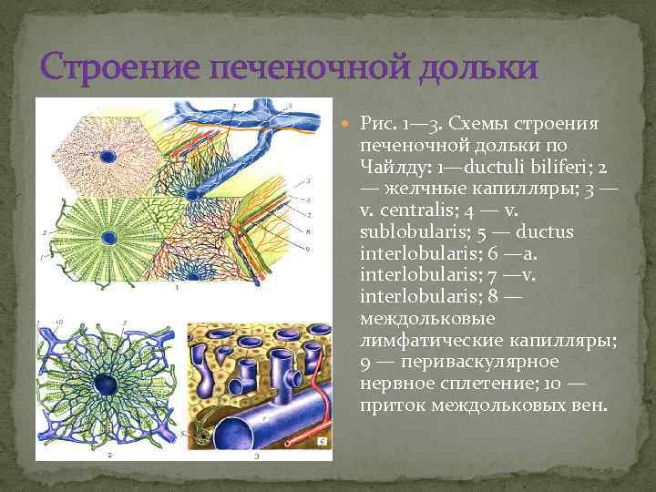 Строение печеночной дольки Рис. 1— 3. Схемы строения печеночной дольки по Чайлду: 1—ductuli biliferi;