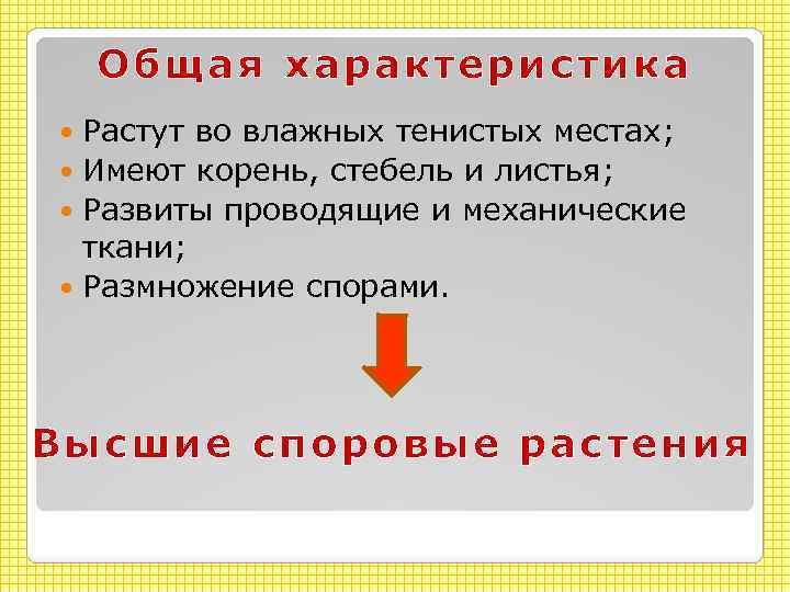 Общая характеристика Растут во влажных тенистых местах; Имеют корень, стебель и листья; Развиты проводящие
