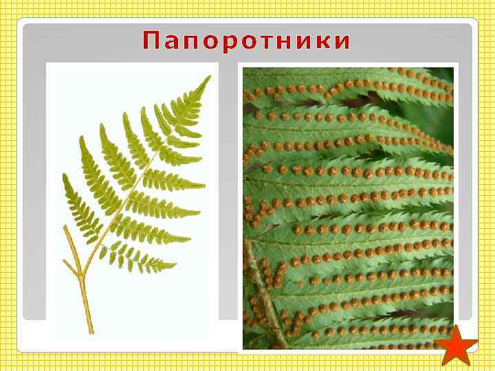 Папоротники 