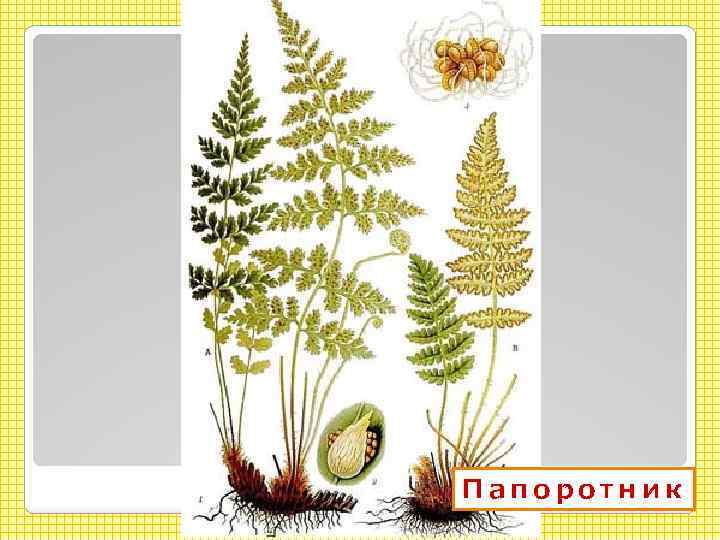 Папоротник 
