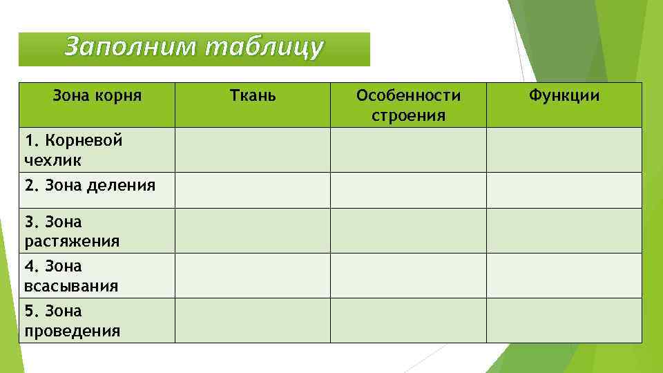 Заполнить корень. Строение корня таблица 6 класс биология. Таблица по биологии 6 класс зоны корня. Таблица по биологии 6 класс ткани корня. Таблица по биологии 6 класс зоны корня функции Тип ткани.