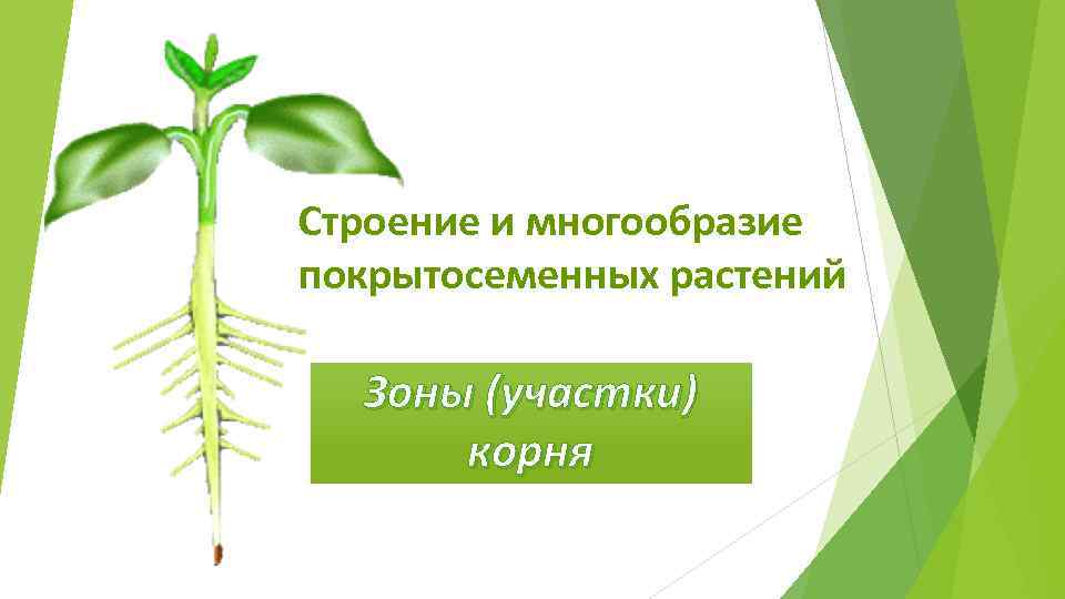 Строение и многообразие покрытосеменных растений Зоны (участки) корня 