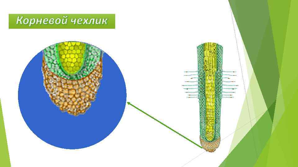 Деление клеток корня. Корневой чехлик ткань. Микропрепарат корневой чехлик. Что такое корневой чехлик в биологии 6 класс. Корневой чехлик состоит из.