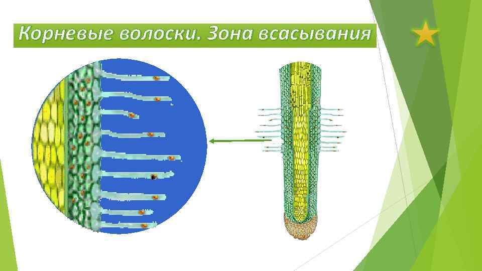 Корневые волоски. Зона всасывания 