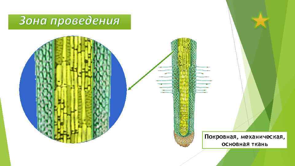 Зона проведения Покровная, механическая, основная ткань 