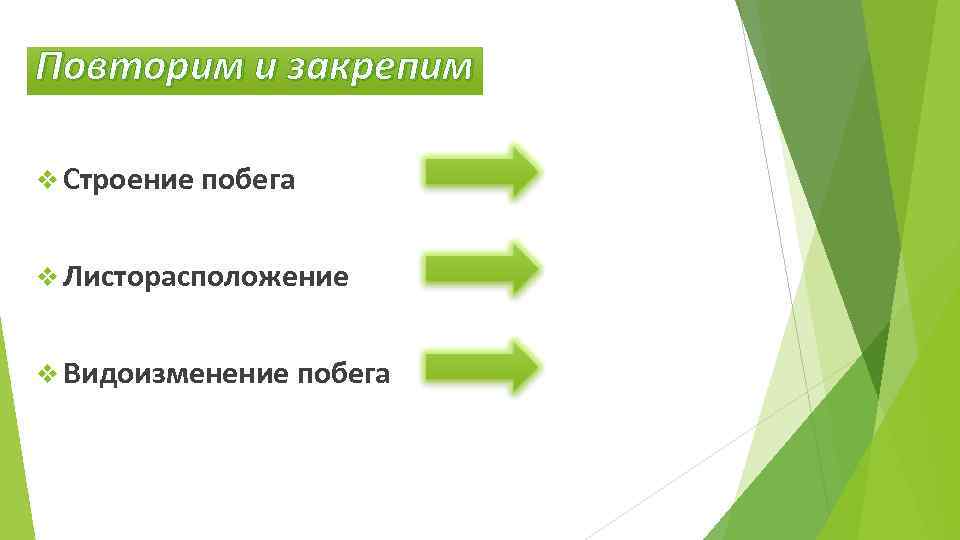 Повторим и закрепим v Строение побега v Листорасположение v Видоизменение побега 