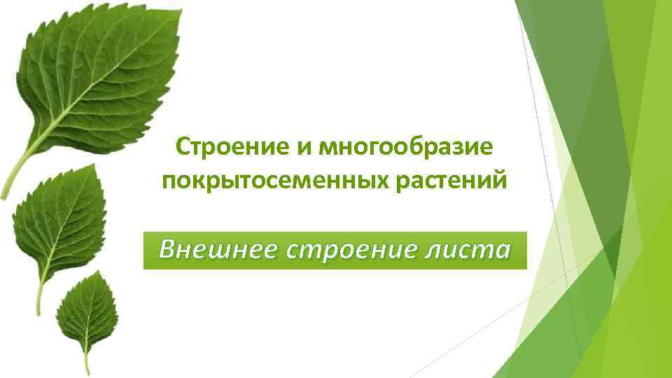 Строение и многообразие покрытосеменных растений Внешнее строение листа 