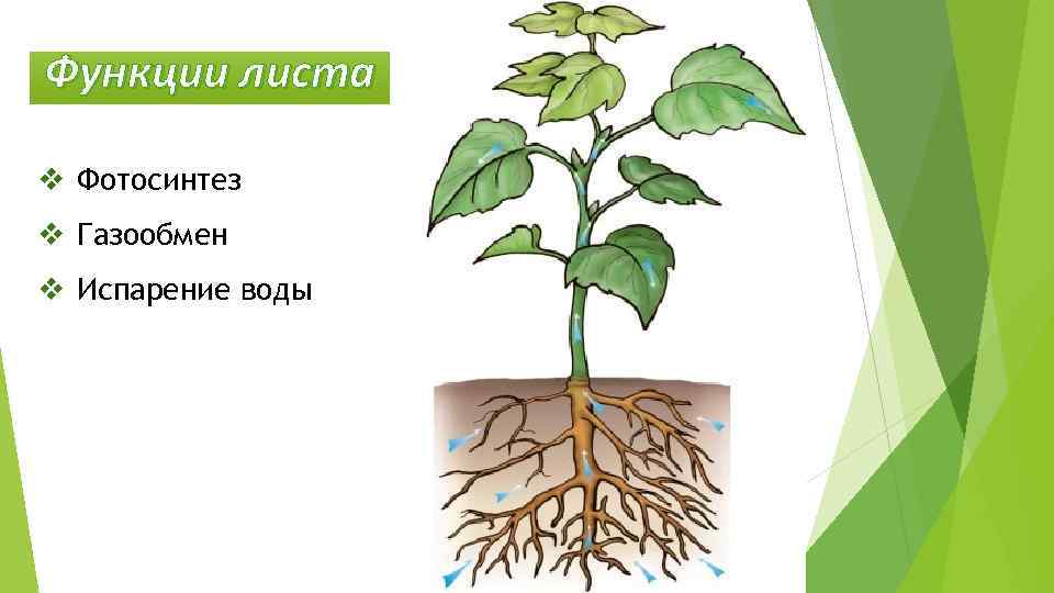Лист обеспечивает корень. Фотосинтез газообмен транспирация. Кутикулярная транспирация. Фотосинтез дыхание транспирация. Испарение и газообмен в листьях.