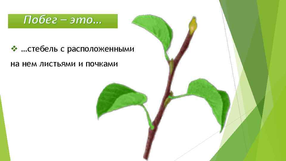 Побег – это… v …стебель с расположенными на нем листьями и почками 