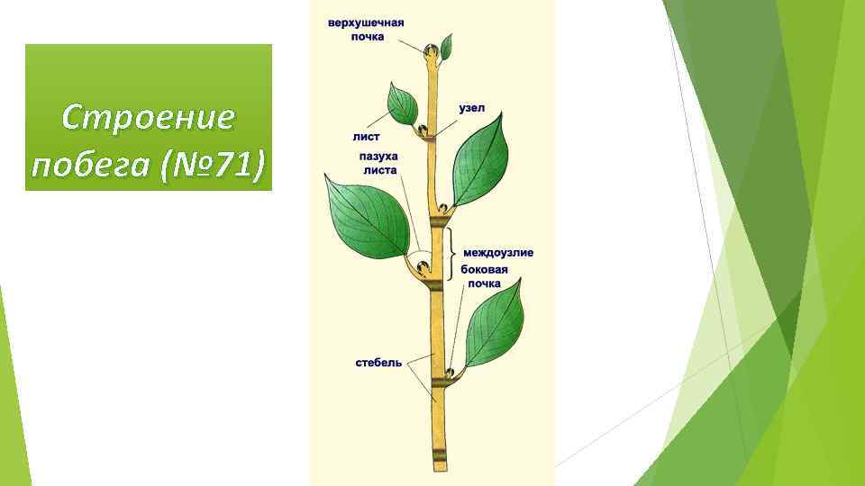 Строение побега 6 класс