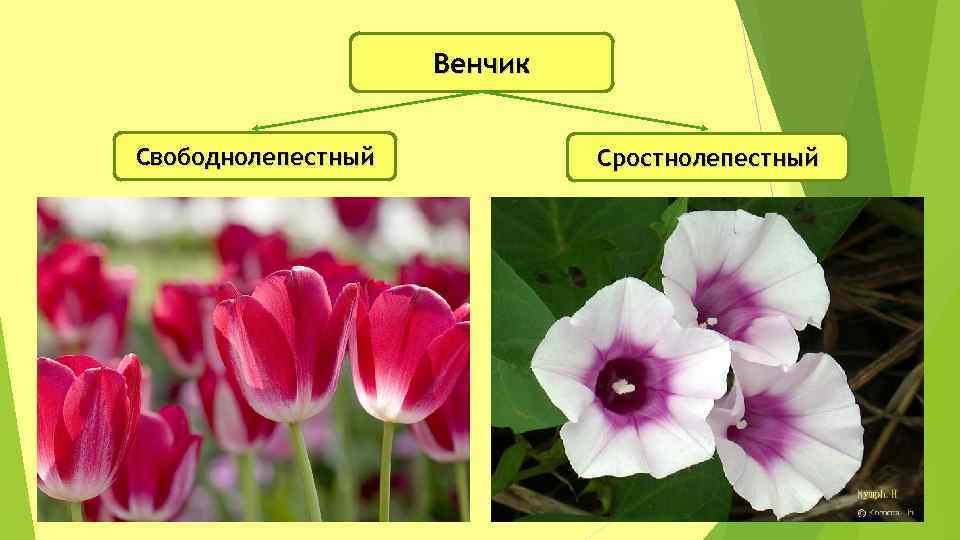 Какие цветы имеют. Цветок яблони венчик свободнолепестный. Венчик свободнолепестный или сростнолепестный. Свободнолепестной венчик. Сростнолепестный венчик типы.