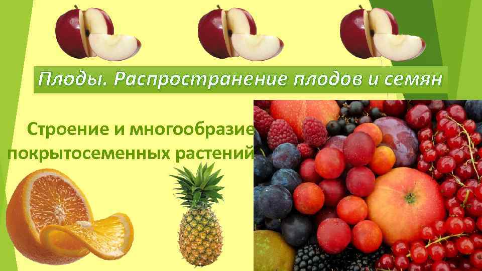 Ягодовидные плоды примеры. Распределение плодов по цвету. Что относится к покрытосеменным плодово ягодным семена.