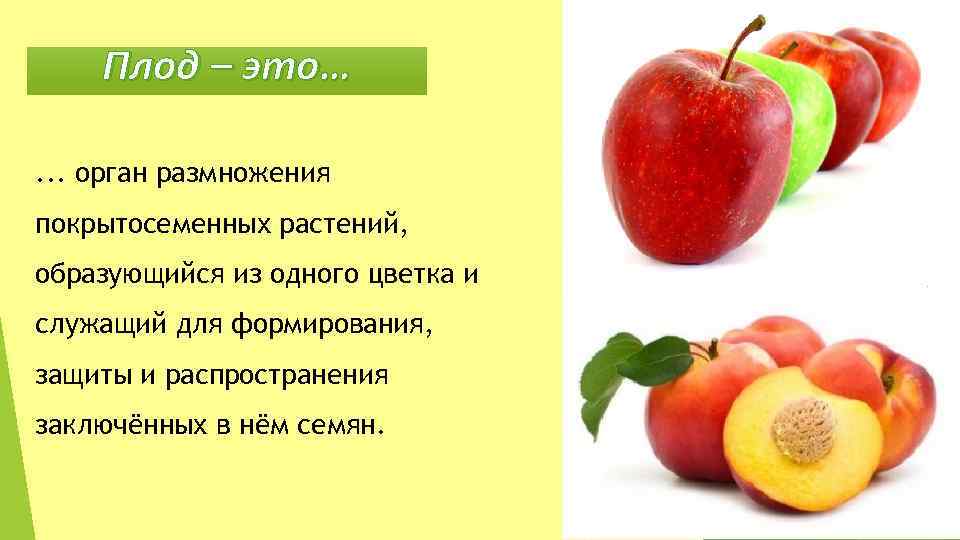 Плод – это…. . . орган размножения покрытосеменных растений, образующийся из одного цветка и