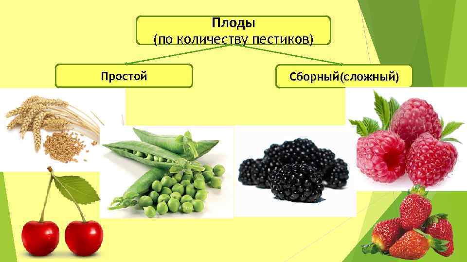 Плоды (по количеству пестиков) Простой Сборный(сложный) 