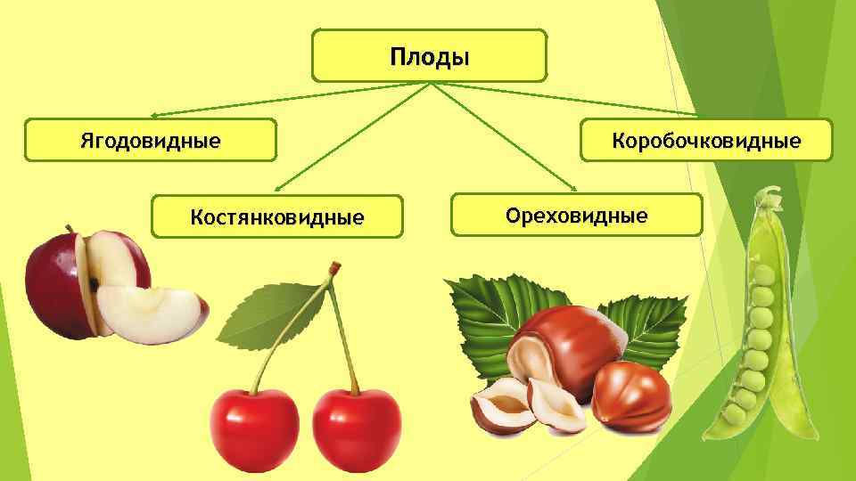 Основные группы плодов. Ягодовидные плоды биология 6 класс таблица. Классификация плодов ягодовидные. Ягодовидные плоды биология 6 класс. Костянковидные плоды биология 6 класс.