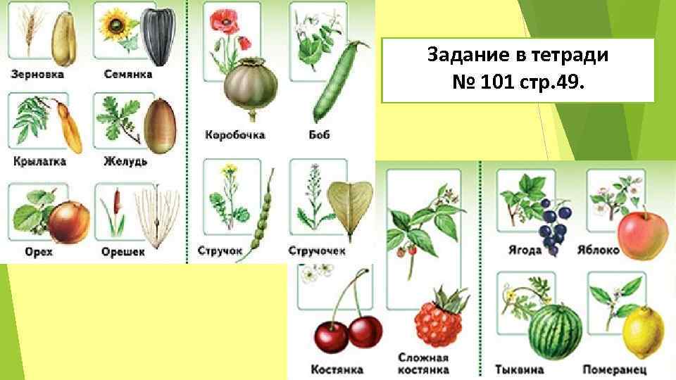 Задание в тетради № 101 стр. 49. 