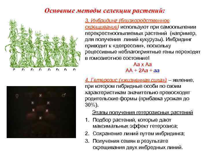Основные методы селекции растений: 3. Инбридинг (близкородственное скрещивание) используют при самоопылении перекрестноопыляемых растений (например,