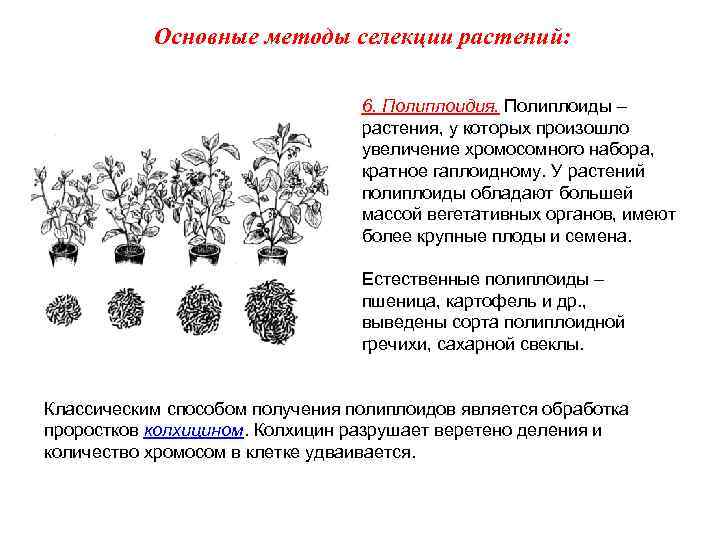 Основные методы селекции растений: 6. Полиплоидия. Полиплоиды – растения, у которых произошло увеличение хромосомного
