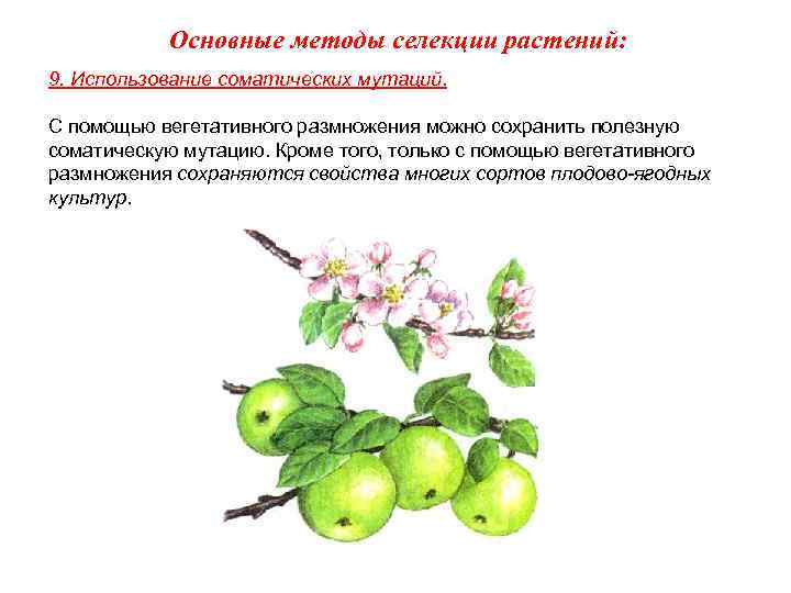 Основные методы селекции растений: 9. Использование соматических мутаций. С помощью вегетативного размножения можно сохранить