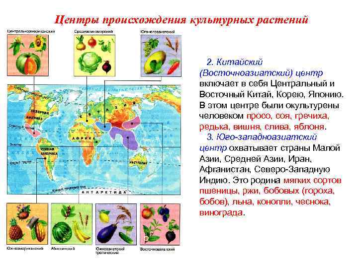 Центры происхождения культурных растений 2. Китайский (Восточноазиатский) центр включает в себя Центральный и Восточный