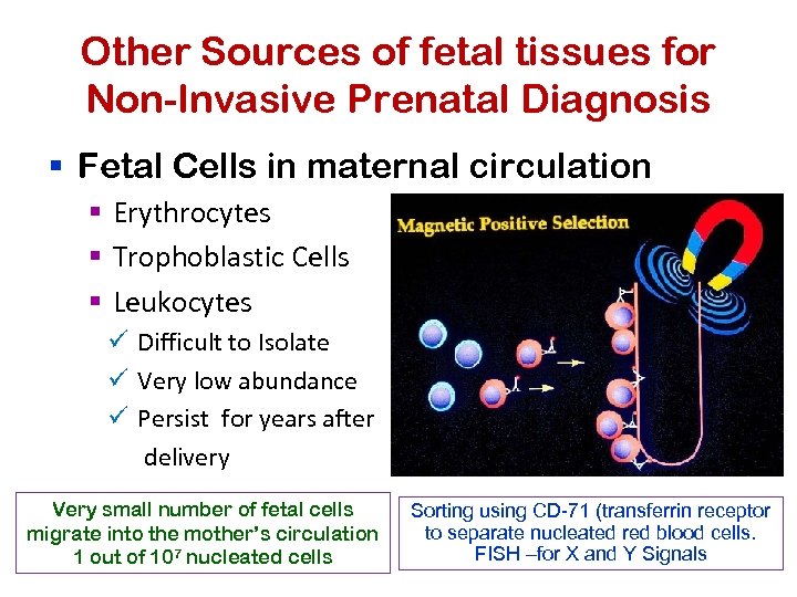 Other Sources of fetal tissues for Non-Invasive Prenatal Diagnosis § Fetal Cells in maternal