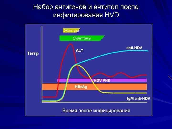 Набор антигенов и антител после инфицирования HVD 