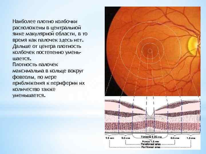 Наиболее плотно колбочки расположены в центральной ямке макулярной области, в то время как палочек