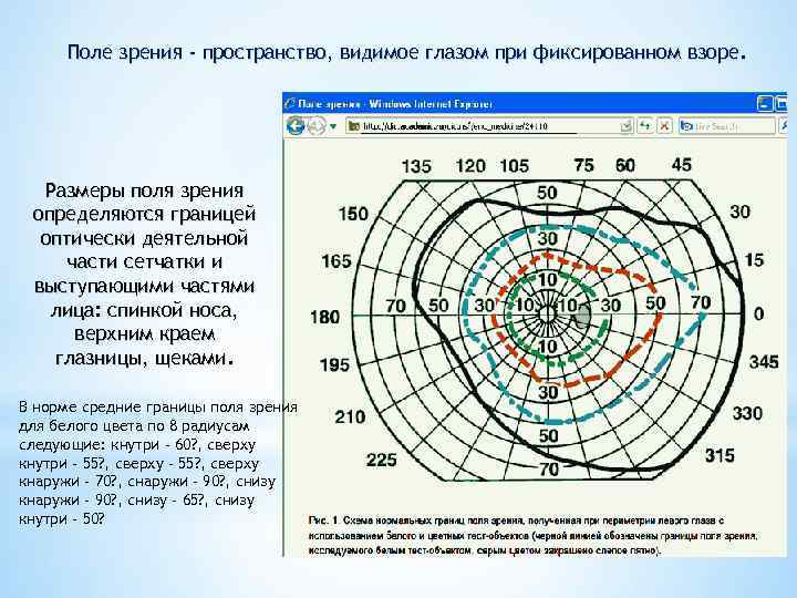 Поле зрения - пространство, видимое глазом при фиксированном взоре. Размеры поля зрения определяются границей