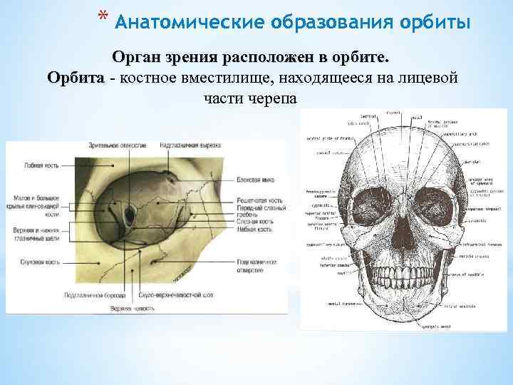 * Анатомические образования орбиты Орган зрения расположен в орбите. Орбита - костное вместилище, находящееся