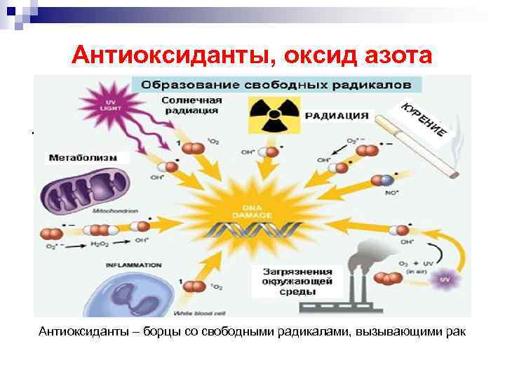 Антиоксиданты, оксид азота. Антиоксиданты – борцы со свободными радикалами, вызывающими рак 