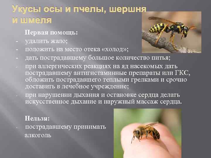 Шмель опасен для человека. Первая помощь при укусе пчелы или осы. Первая помощь при укусах пчел и ОС. Укусы ядовитых насекомых.