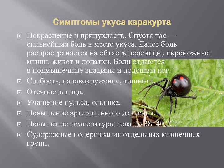 Симптомы укуса каракурта Покраснение и припухлость. Спустя час — сильнейшая боль в месте укуса.