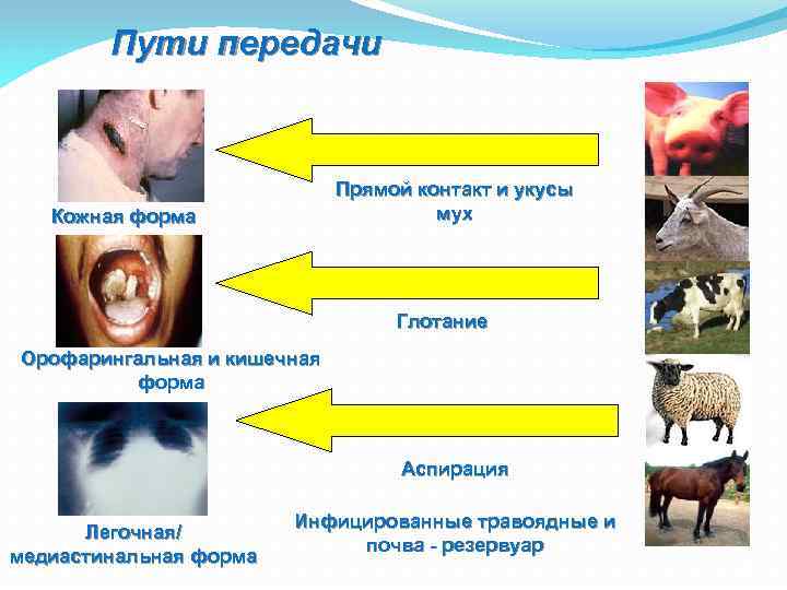 Пути передачи Прямой контакт и укусы мух Кожная форма Глотание Орофарингальная и кишечная форма