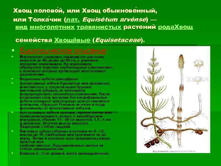 Хвощ полево й, или Хвощ обыкнове нный, нный или Толка чик (лат. Equisétum arvénse)
