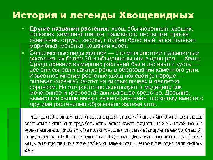 История и легенды Хвощевидных § Другие названия растения: хвощ обыкновенный, хвощик, толкачик, земляная шишка,
