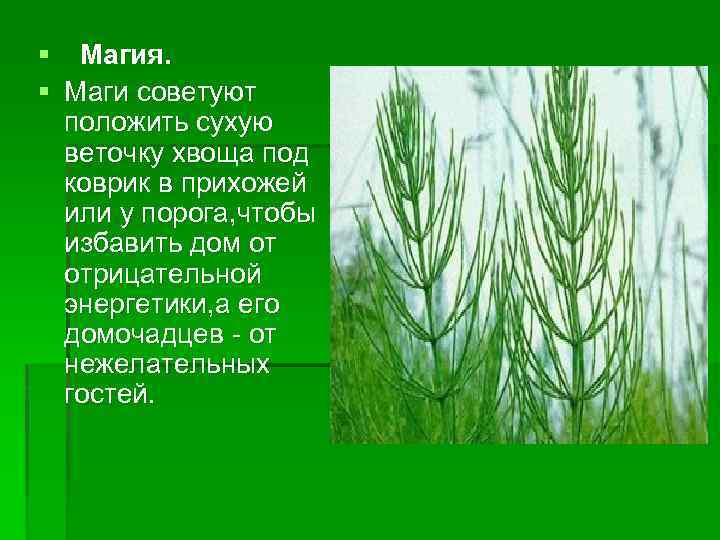 § Магия. § Маги советуют положить сухую веточку хвоща под коврик в прихожей или