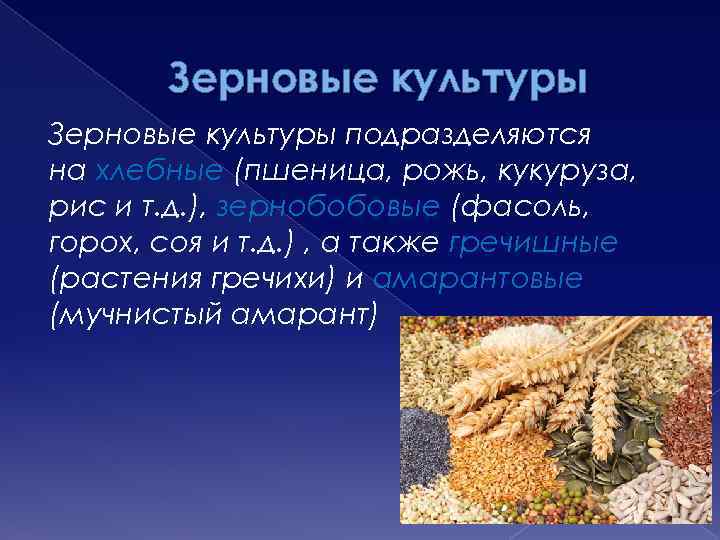 Зерновые культуры подразделяются на хлебные (пшеница, рожь, кукуруза, рис и т. д. ), зернобобовые